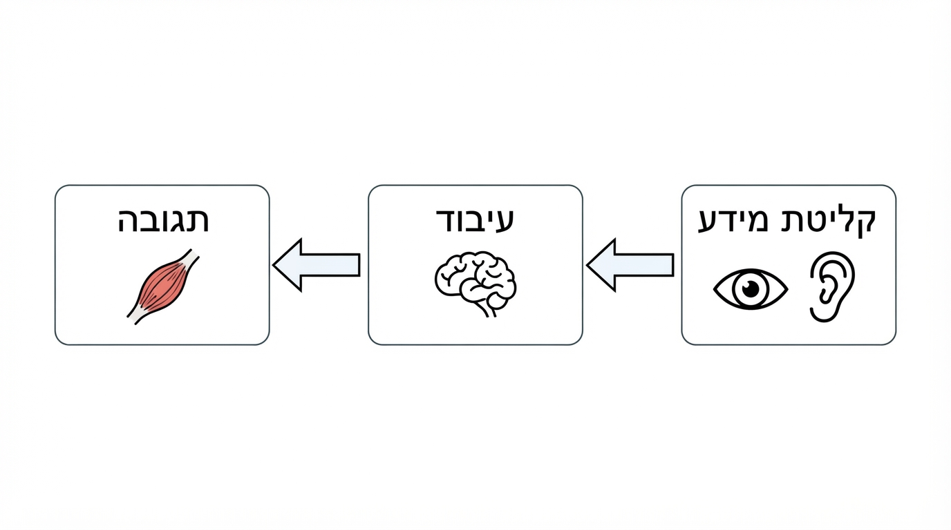 תרשים: קליטת מידע, עיבוד ותגובה