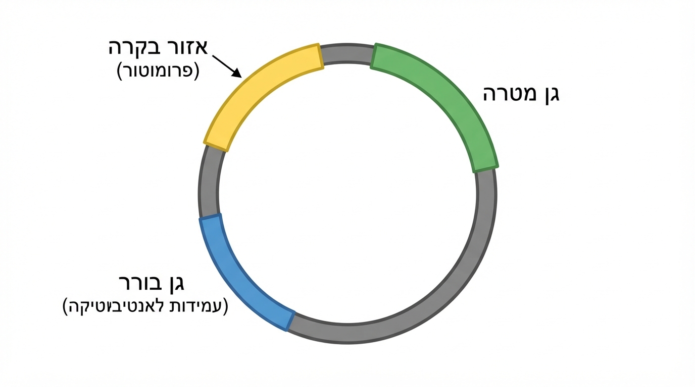 מבנה פלסמיד מהונדס
