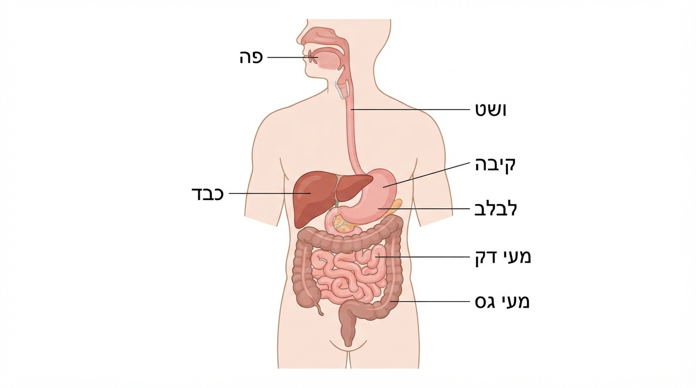 מבנה מערכת העיכול